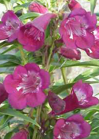 Penstemon 'Burgundy Brew'